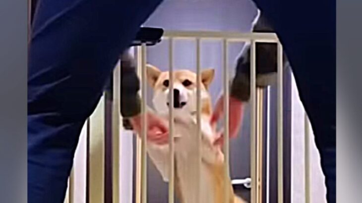 犬が飼い主の帰宅時に『鉄壁のディフェンス』をした結果…まったく歯が立たない光景が愛おしすぎると125万再生「毎日されたい」の声(ブログ)