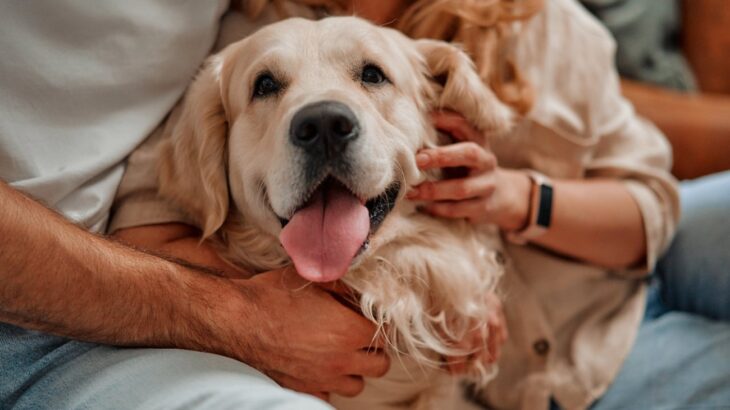愛犬が満足してくれる『愛情表現の仕方』4選　飼い主がとるべきスキンシップや愛情不足のサインとは？(ブログ)