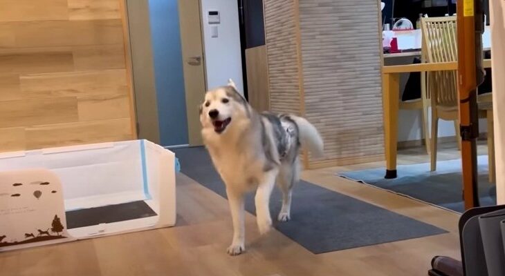 全力でお出迎えするルンルン気分のシニアハスキーくんが大激突！「顔をぶつけても嬉しそう」「永遠の少年みたいで可愛すぎる」(ブログ)
