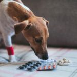 犬に絶対NGな『薬の飲ませ方』5選　ダメな理由と正しい与え方とは？(ブログ)