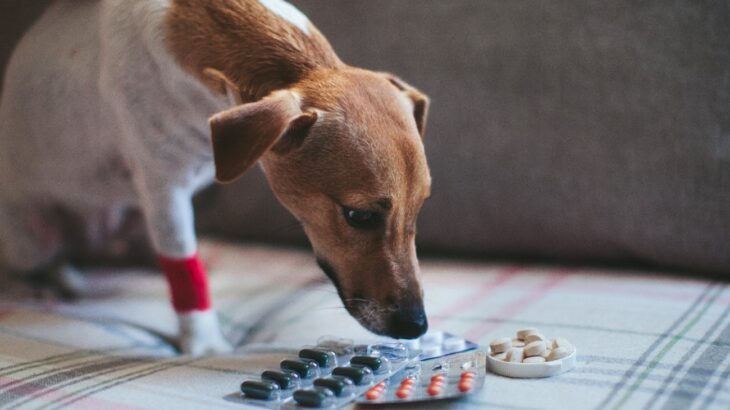 犬に絶対NGな『薬の飲ませ方』5選　ダメな理由と正しい与え方とは？(ブログ)