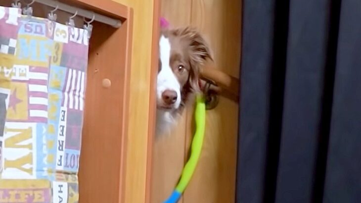 『家族とお布団で寝たい犬』がとった行動…待ちきれずソワソワする姿が可愛すぎると107万再生「ひょっこり顔出し笑」「羨ましい」(ブログ)
