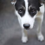 犬を悲しい気持ちにさせている『飼い主の行動』４選　どうしても必要なときは？少しでも気持ちを和らげるコツ(ブログ)