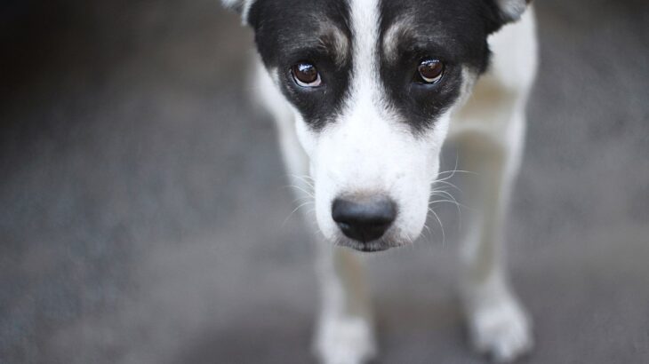 犬を悲しい気持ちにさせている『飼い主の行動』４選　どうしても必要なときは？少しでも気持ちを和らげるコツ(ブログ)