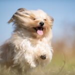 犬が『ハイテンション』になっているサイン4つ　飼い主が注意すべきことや適切な対応とは(ブログ)