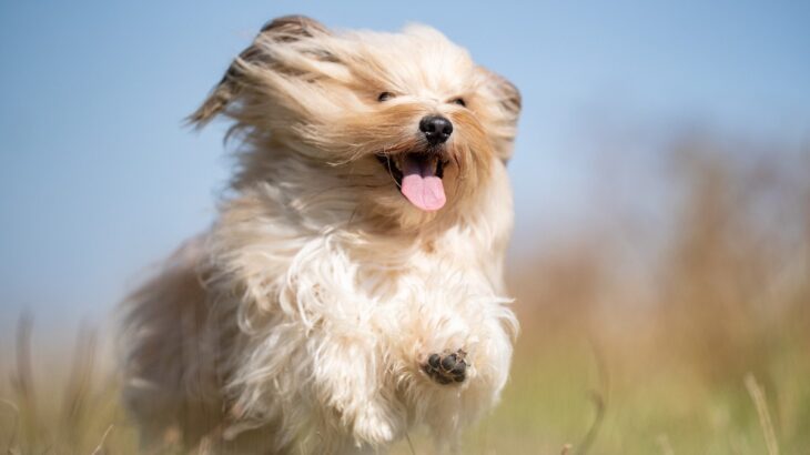 犬が『ハイテンション』になっているサイン4つ　飼い主が注意すべきことや適切な対応とは(ブログ)