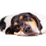 犬の『いびき』実は病気のサインかも…病院へ行くべき危険な4つのサインや見極め方(ブログ)
