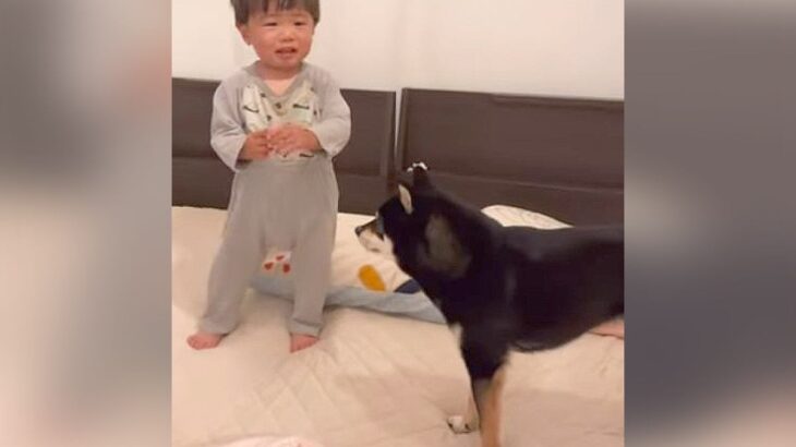犬が『ギャン泣きする1歳児』にとった行動…笑顔を取り戻した温かな光景が92万再生「いいお兄ちゃん」「幸せいっぱい」の声(ブログ)
