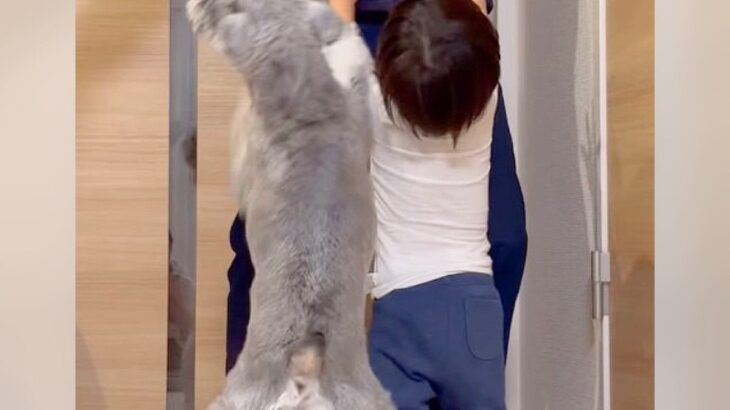 犬と子供がパパの帰りを出迎えたら…かわいすぎる『お祭り騒ぎ』が123万再生「なんて微笑ましいの」「犬が強すぎる」と話題に(ブログ)