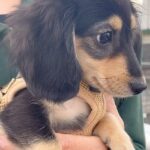子犬が『初めてお散歩』した結果…怖いあまりに見せた反応がかわいすぎると146万再生「守りたい」「初めは怖いよね」エール続々(ブログ)