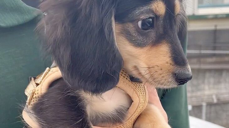 子犬が『初めてお散歩』した結果…怖いあまりに見せた反応がかわいすぎると146万再生「守りたい」「初めは怖いよね」エール続々(ブログ)