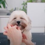 ぬいぐるみみたいなシーズー×ダックスのASMRトリミングに密着　「可愛すぎる」「動くお人形みたい」と大反響(ブログ)