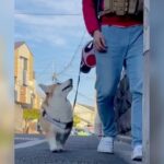 犬が散歩中『飼い主に振り返る理由』が判明…まさかの結末に304万表示の反響「うちの子も同じかも」「驚愕の真実」と爆笑の嵐(ブログ)