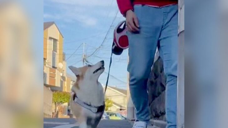 犬が散歩中『飼い主に振り返る理由』が判明…まさかの結末に304万表示の反響「うちの子も同じかも」「驚愕の真実」と爆笑の嵐(ブログ)