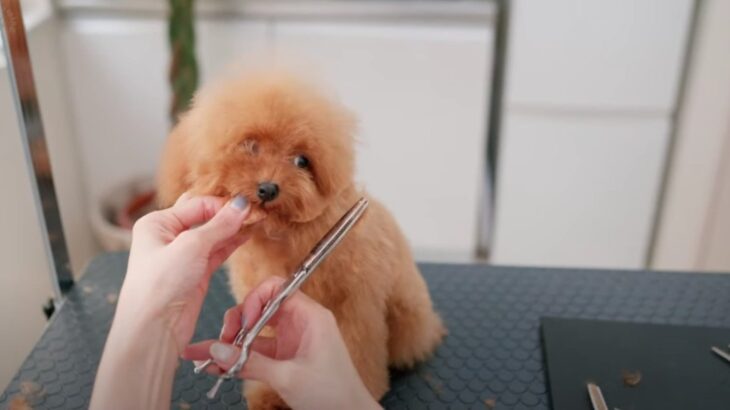 子犬が初トリミングした結果…驚きの大変身ビフォーアフターが話題に「動くぬいぐるみだ」「可愛すぎてびっくり」(ブログ)