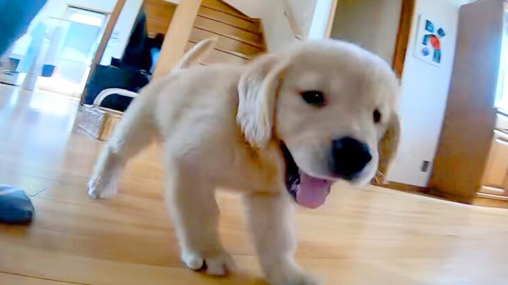 大型犬の赤ちゃんを『実家に預けた』結果…やりたい放題する光景かわいすぎると24万再生を突破「たまらん」「愛らしさ全開」の声(ブログ)