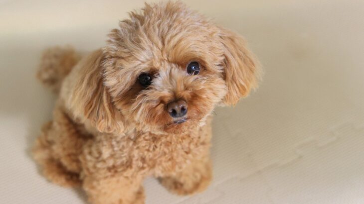 犬があなたから離れない時の心理4選　分離不安症になっている可能性も…どう対応すればいいの？(ブログ)