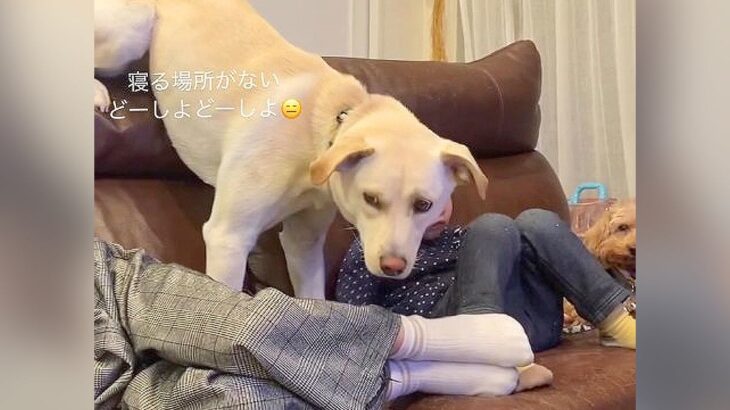 大型犬が『ソファが満員だった時』に見せた行動…家族のやり取りが優しすぎると137万再生「幸せの極み」「家族っていいな」と羨望の声(ブログ)