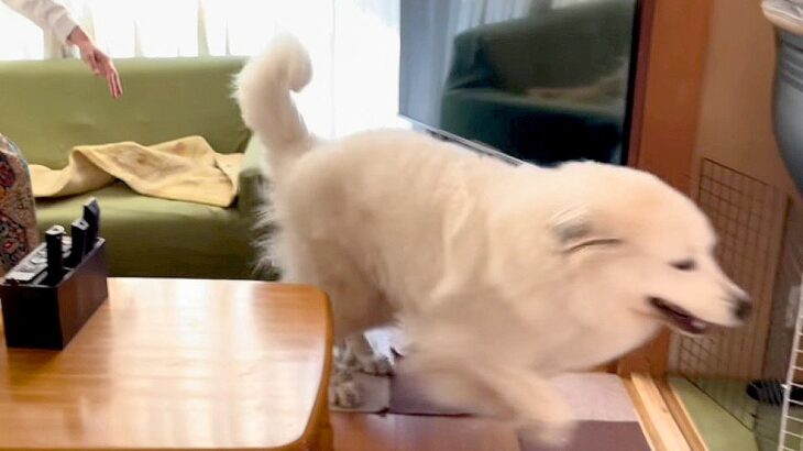 超大型犬をお風呂に入れようとしたら…嫌すぎて駄々をこねるダイナミックな姿が47万再生「言葉わかってる？」「ションボリ顔可愛い」(ブログ)