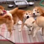 寛ぎスペース提供に柴犬ファミリー大はしゃぎ「個性が溢れるわちゃわちゃにクスッ」「癒やしを満喫」(ブログ)