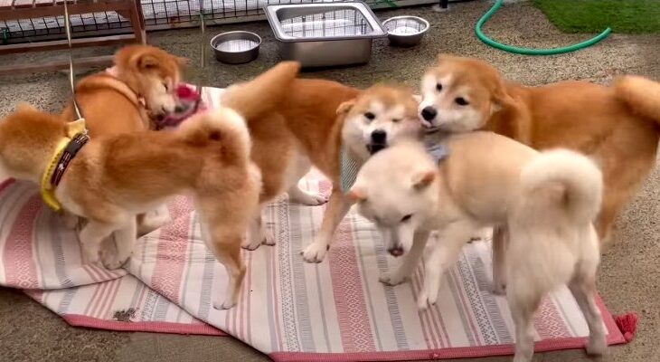 寛ぎスペース提供に柴犬ファミリー大はしゃぎ「個性が溢れるわちゃわちゃにクスッ」「癒やしを満喫」(ブログ)