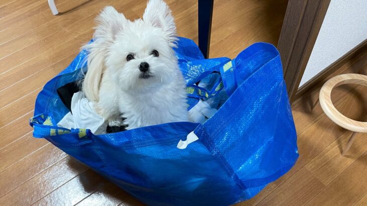 「暴風雪でお散歩に行けなかった犬」洗濯物に紛れて外に行こうとする姿に「賢い」3000いいねが集まる(ブログ)