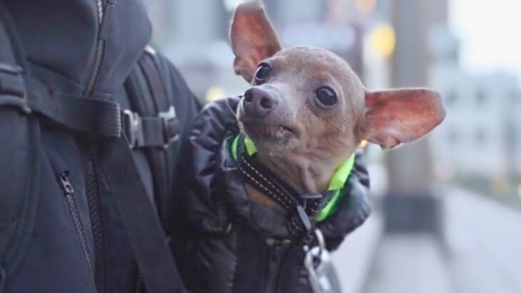 元保護犬との『愛のあふれる生活』に涙が止まらない…39万再生を記録した光景に「すべてが愛おしい」「宝物」感動の声集まる(ブログ)