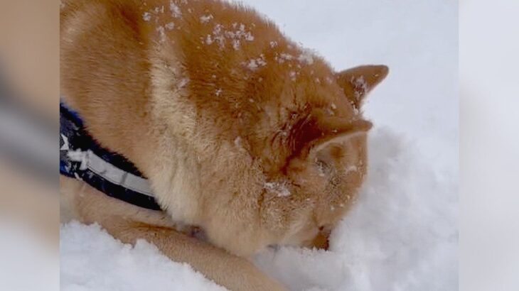 北海道犬が遊び疲れて『まったく動かなくなった』結果…かわいすぎる顔埋め行動に3万4000人驚き「寝てるｗ」「寒いのに逞しすぎ」(ブログ)