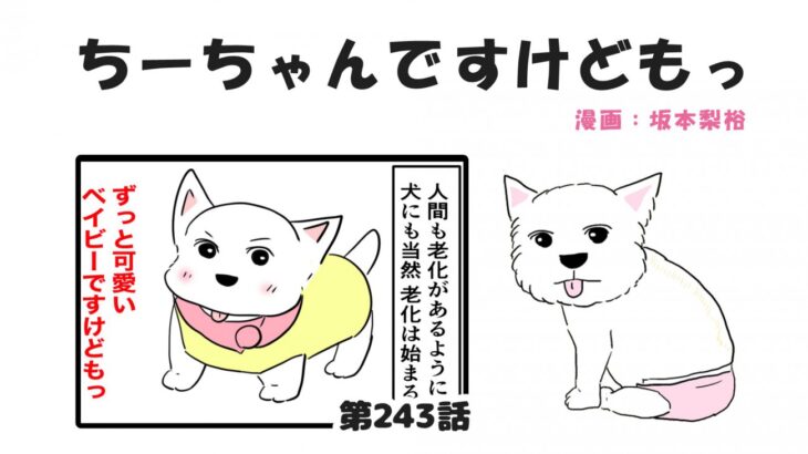ちーちゃんですけどもっ【第243話】「シニア犬との生活」(ブログ)