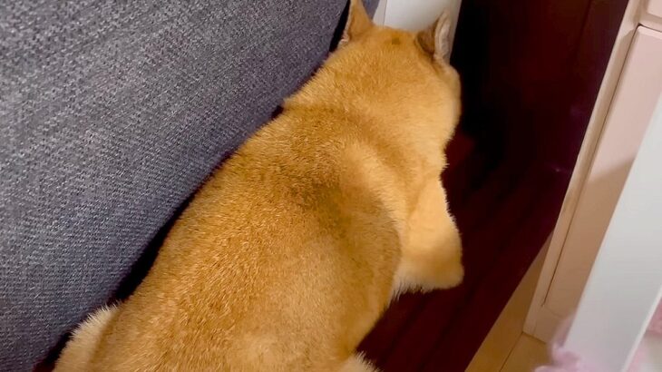 お風呂嫌いの犬に『お風呂入ろう』と伝えると…文句を言いまくる光景が面白過ぎると149万再生「本気で嫌なのが伝わる笑」と爆笑の声(ブログ)