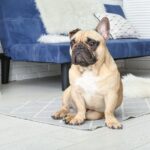 実は犬がしていたら危険な『座り方』5選　お姉さん座りは要注意…見極めるコツは？(ブログ)