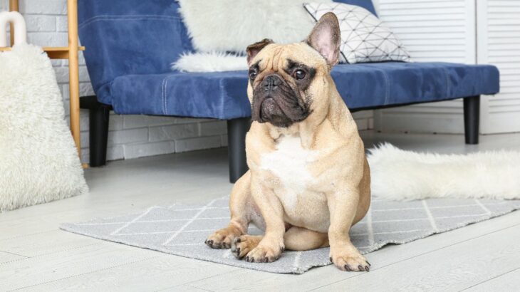 実は犬がしていたら危険な『座り方』5選　お姉さん座りは要注意…見極めるコツは？(ブログ)