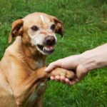 犬から嫌われる『初対面の挨拶』4選　絶対にやってはいけないNG行為と警戒されにくいスキンシップのやり方(ブログ)