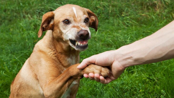 犬から嫌われる『初対面の挨拶』4選　絶対にやってはいけないNG行為と警戒されにくいスキンシップのやり方(ブログ)