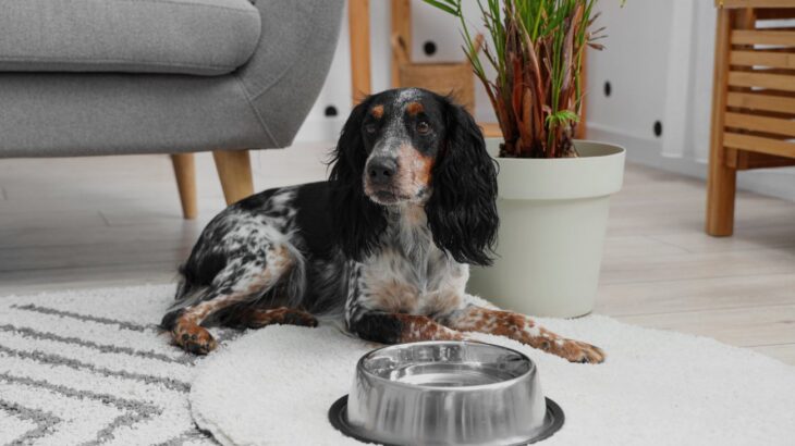 犬が『水分不足』になっているサイン5つ　冬でも注意すべき脱水症状の見分け方とは？(ブログ)