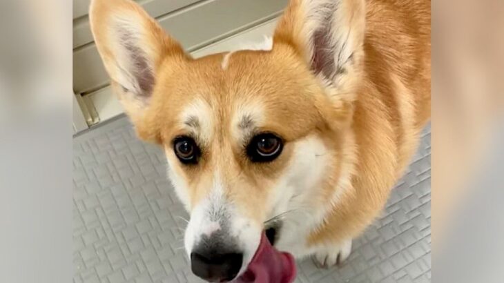 お風呂を嫌がる犬の前に『大好きなチーズ』置いてみた結果…欲望に忠実な行動が35万再生「食欲には勝てぬ」「心が洗われた」の声(ブログ)