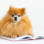 犬の血統書、必要なの？どういう時に使える？愛犬のことをより深く知れる正しい見方も解説(ブログ)