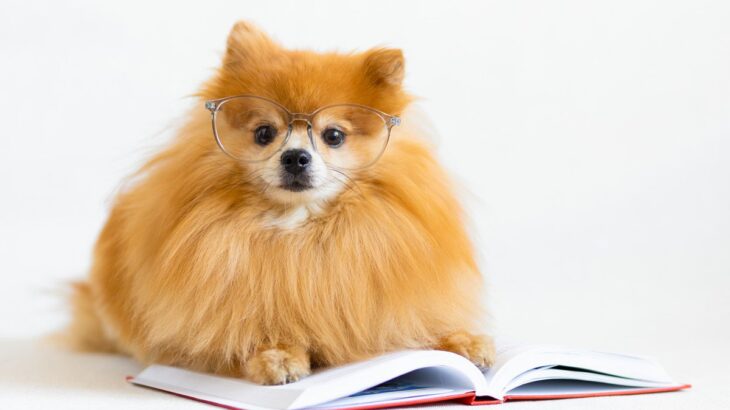犬の血統書、必要なの？どういう時に使える？愛犬のことをより深く知れる正しい見方も解説(ブログ)
