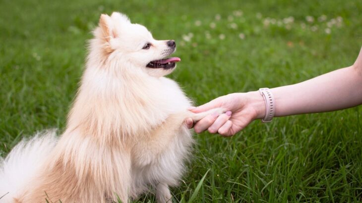 なんで？犬が指示をしていないのに『オテ』する理由4選(ブログ)