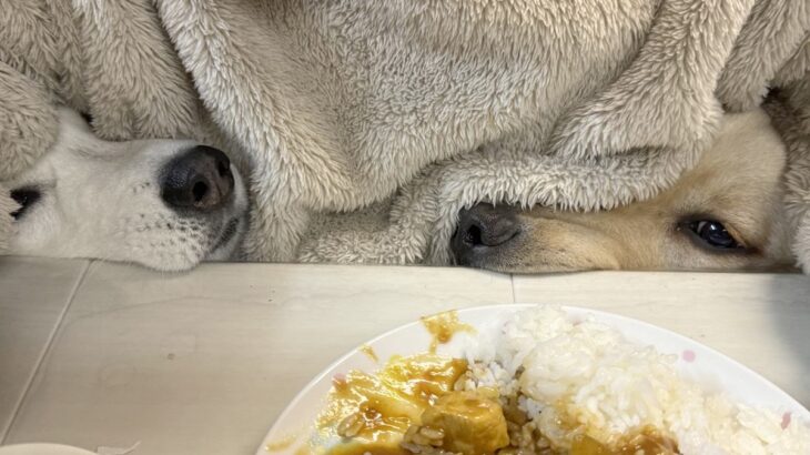 カレーを食べようとしただけなのに…大型犬2匹の『圧』がすごすぎると123万表示突破「抜かり無いチェック笑」「かわいすぎ」の声(ブログ)