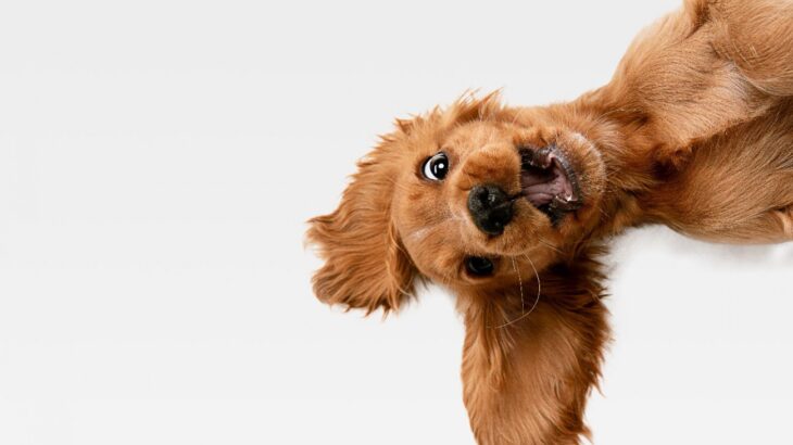犬がハッピーなときに見せる『5つのサイン』 うれしい気持ちを表現している仕草や行動とは？(ブログ)