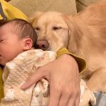 大型犬が『赤ちゃんと一緒に暮らした』結果…思わず涙が出てしまう成長記録に298万再生の大反響「なんという幸せ」「感動した」の声(ブログ)