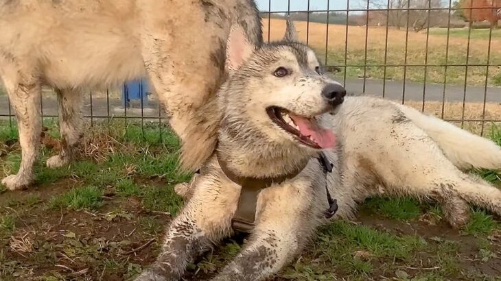 雨上がりに大型犬を遊ばせた結果…豪快な『泥遊び』が悲惨すぎると141万再生「もう笑うしかない」「飼い主の心の声が聞こえる笑」の声(ブログ)