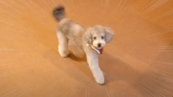 犬と家の中で『かくれんぼ』してみた結果…どこに隠れてもすぐに発見する名探偵ぶりがスゴイと48万再生「頭良すぎる」「天才かよ」(ブログ)