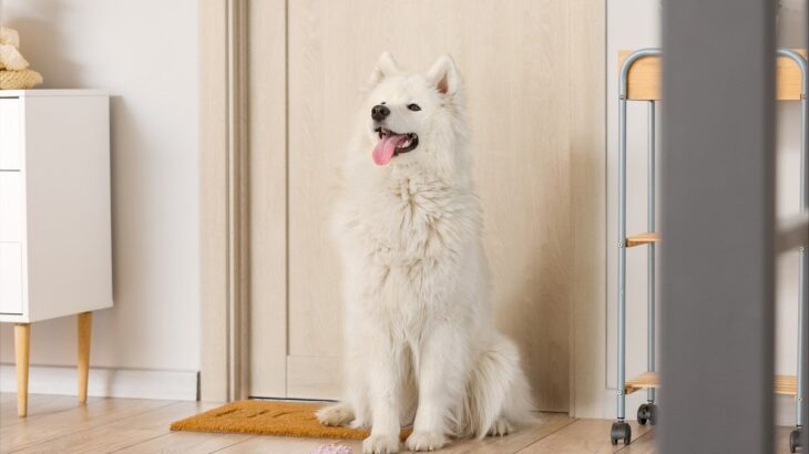 お出迎えしてくれる愛犬の興奮がすごすぎる！興奮する犬を1分以内で落ち着かせる方法(ブログ)