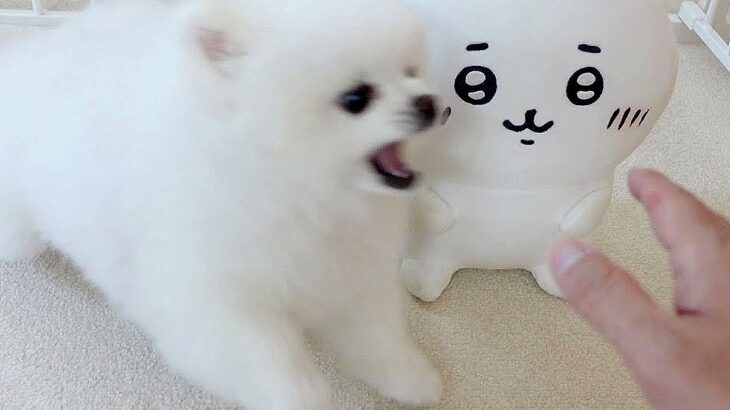 犬の目の前で『ぬいぐるみ』撫でてみたら…かわいすぎるキレ方が94万再生と話題「怒っていても天使」「最高の癒し」と大絶賛の声(ブログ)