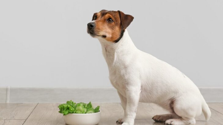犬にしてはいけない『キャベツの与え方』5選　ダメな理由と正しい食べさせ方とは？(ブログ)
