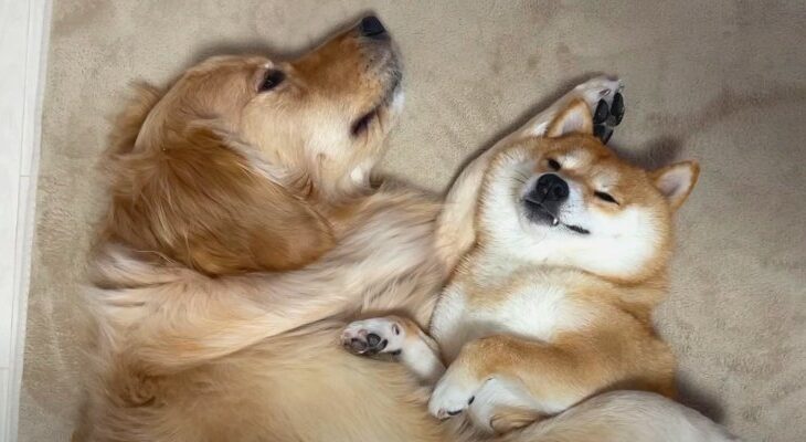 足裏バリカンが終わってホッする凸凹コンビの寄り添って眠る姿にメロメロ♡「尊すぎる超ド級の可愛さ」(ブログ)
