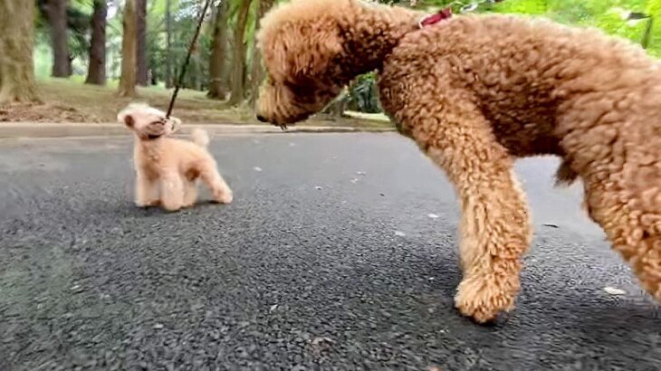 犬の散歩で『自分よりも巨大なワンコ』に遭遇した結果…思わずビビってしまった光景に20万再生の反響「SF映画みたい」の声も(ブログ)
