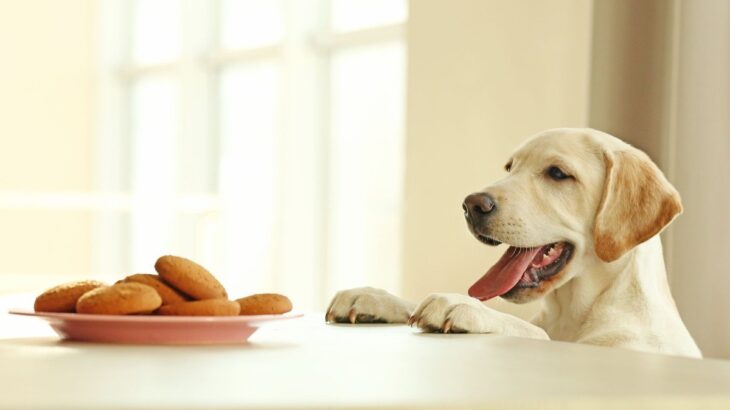 犬が「人間の食べ物を欲しがる」心理3つ　飼い主が気をつけるべき行動や対処法まで解説(ブログ)
